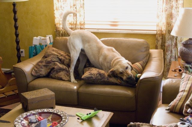 Marley and me sex pictures very valuable Mistaken. Marley and me sex pictures